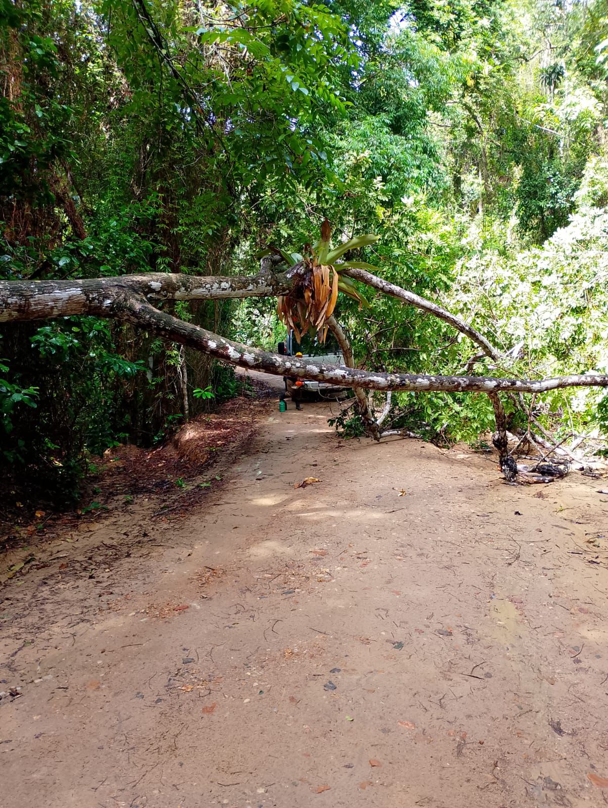 Prefeitura de Ilhéus remove árvore que obstruía estrada da Lagoa Encantada