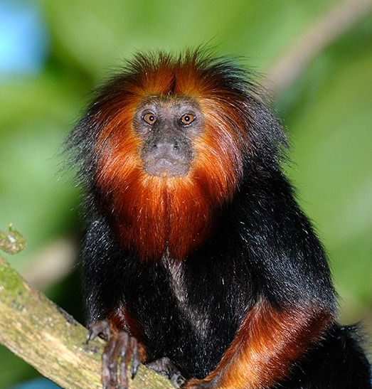 Ilhéus celebra a Semana do Mico-Leão-Baiano para incentivar a preservação ambiental