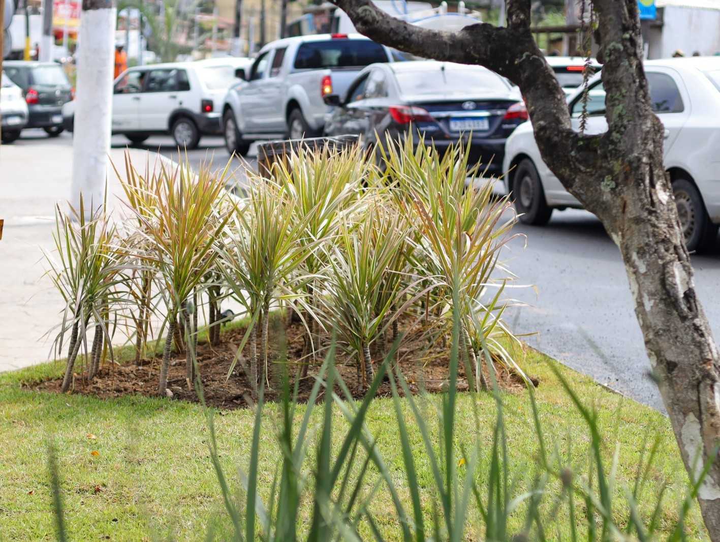 Prefeitura de Ilhéus reforça alerta contra a retirada de mudas das praças