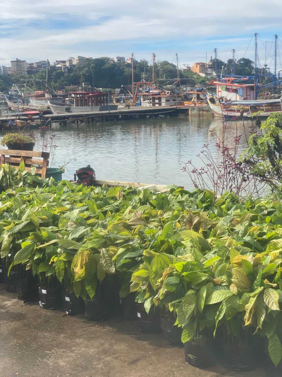 Prefeitura de Ilhéus viabiliza chegada de 6.250 mudas de cacau a produtores rurais